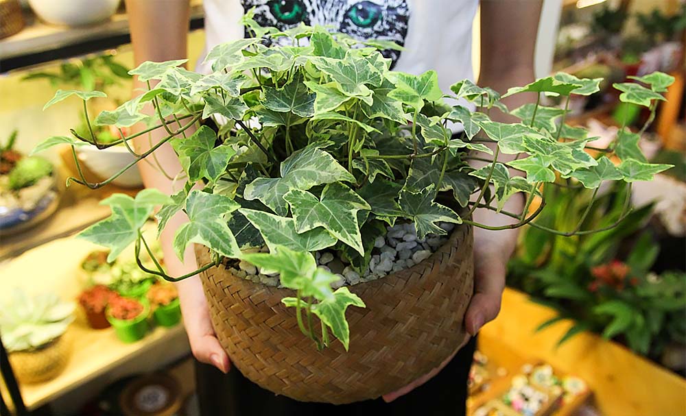 cây thường xuân lọc khí độc