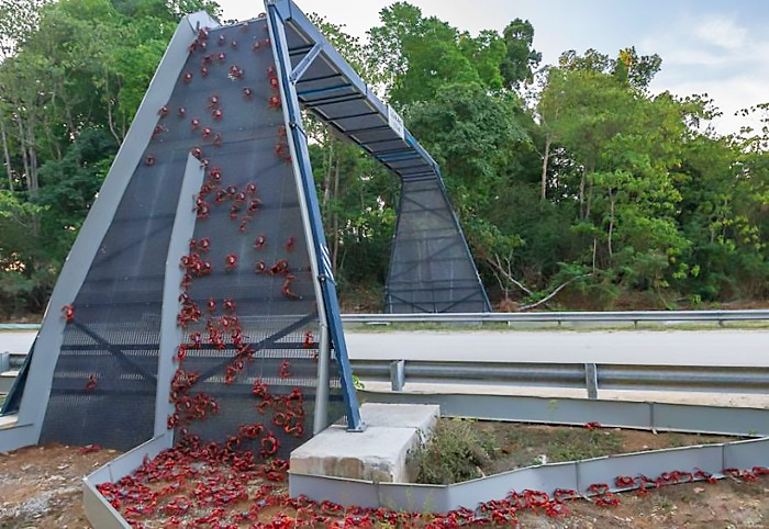 cầu dành cho cua đỏ trên đảo Giáng Sinh