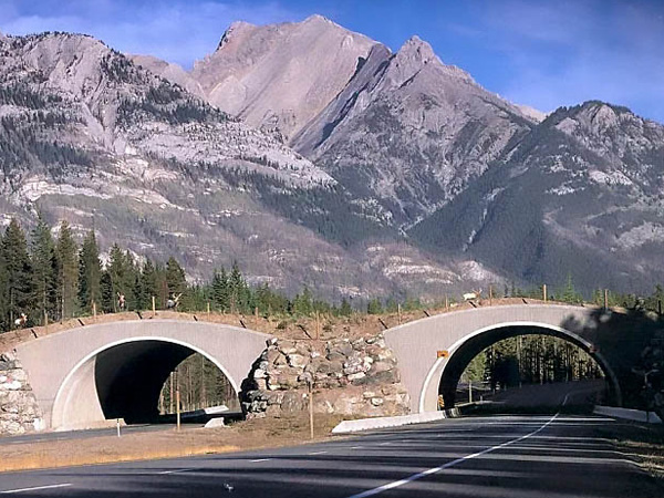 cầu sinh thái tại canada