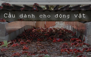 Những cây cầu xanh dành cho sự sống chốn hoang dã